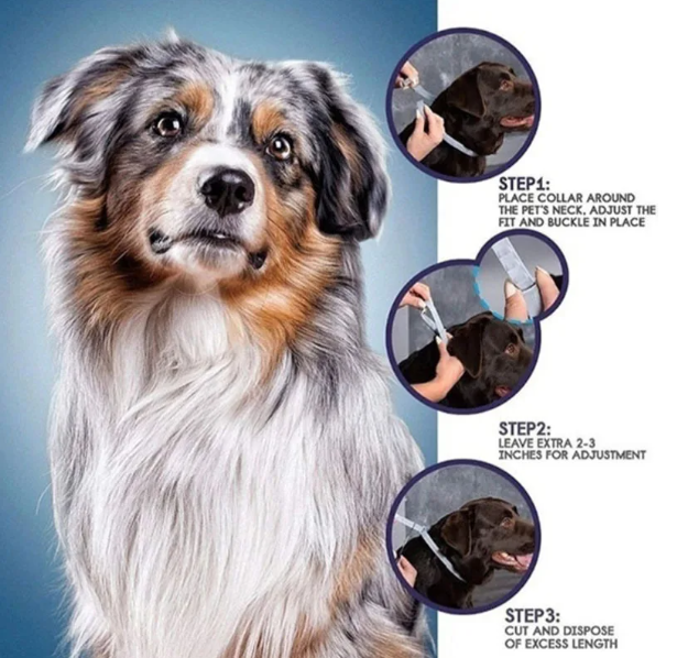 Pet Anti-Flea Collar Steps in using